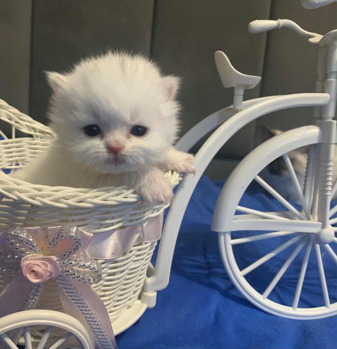 Pers Michel kocurk perski