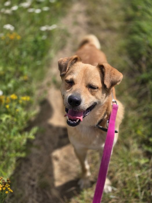 Labi z charakteru jak Labrador