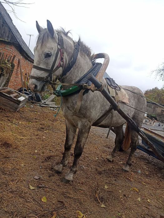 Продам молодого коня