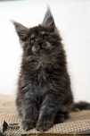 Asgard - piękny czarny dymny kocur Maine Coon FPL