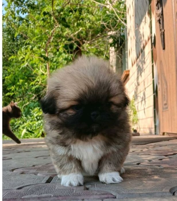 Королівські пекінеси