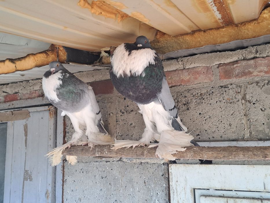 Garlacze pomorskie para garlacz pomorski