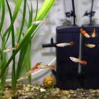 Акваріумні рибки Гуппі (аквариумные рыбки гуппи)