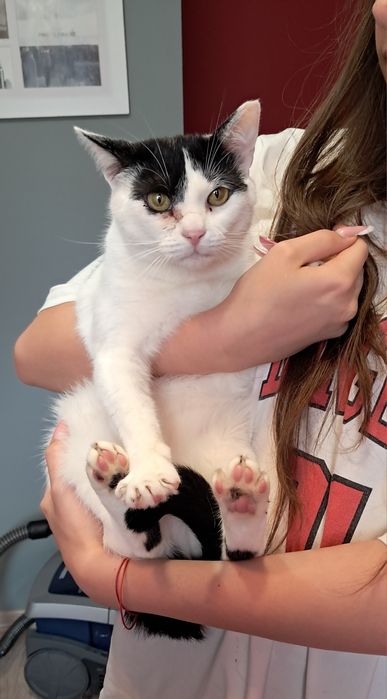 Dora cudowna kotka szuka swojego domu