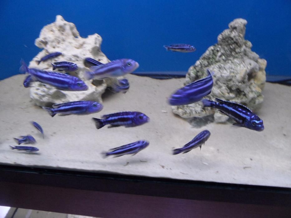 Melanochromis cyaneorhabdos (maingano). Pyszczaki z Malawi