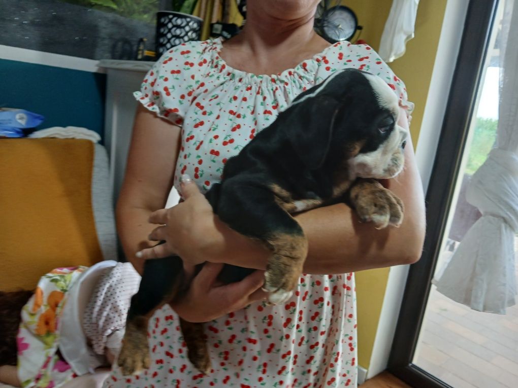 Buldog Angielski samiec Black and tan