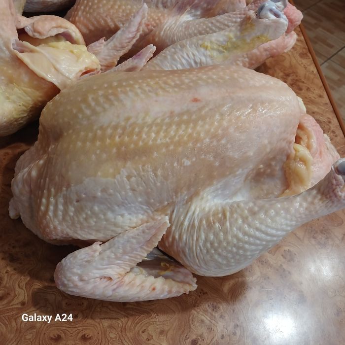 Тушки  бройлера домашні кури