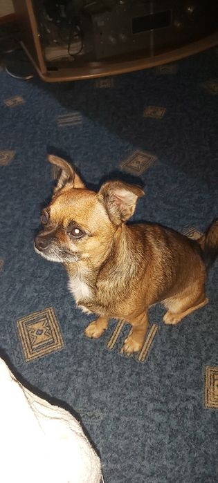 Чихуахуа ищет невесту