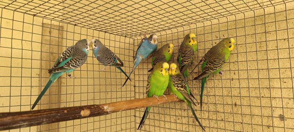 Periquitos clássicos