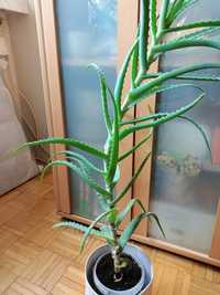 Aloes 60 cm. Kilkuletni okaz