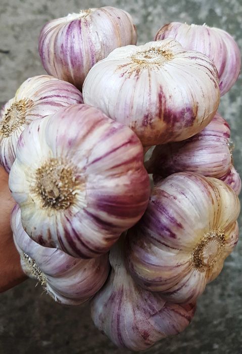 Czosnek HARNAŚ polski **WYSYŁKA**