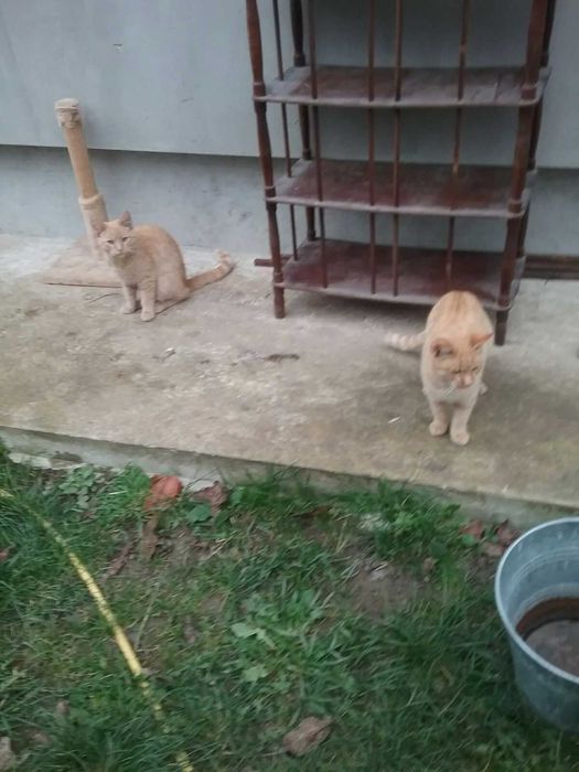 Віддам двох рижуватих котиків(можна по одному)