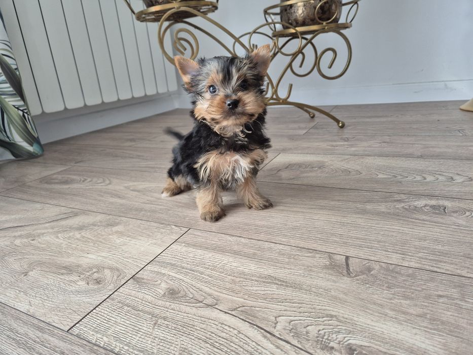 York sunia dwumiesięczna