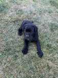 Piesek rasy Cane Corso