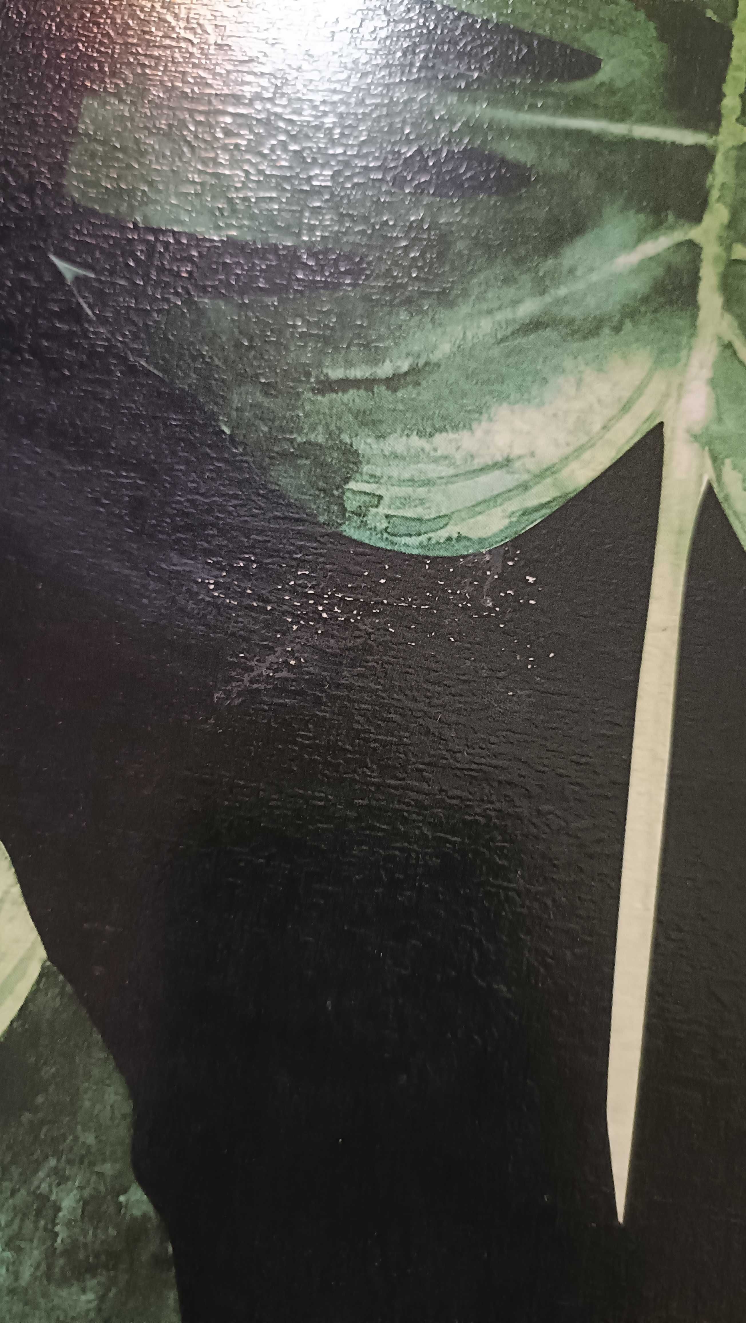 Obrazy liście monstera