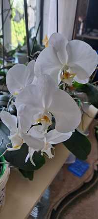 Продам орхідеї сортові