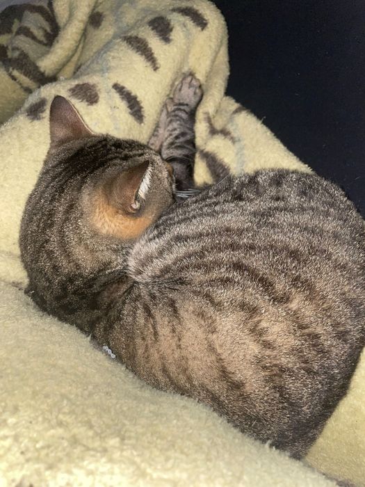 Gatinho Super dócil para Adoção