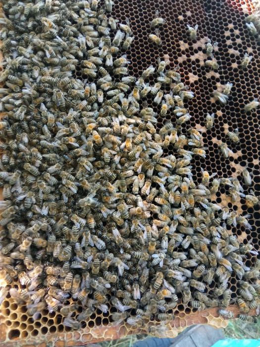 Продам бджолопакети