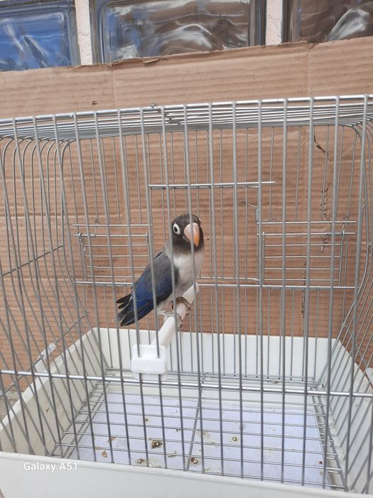 Agapornis Personata 2025 mais gaiola