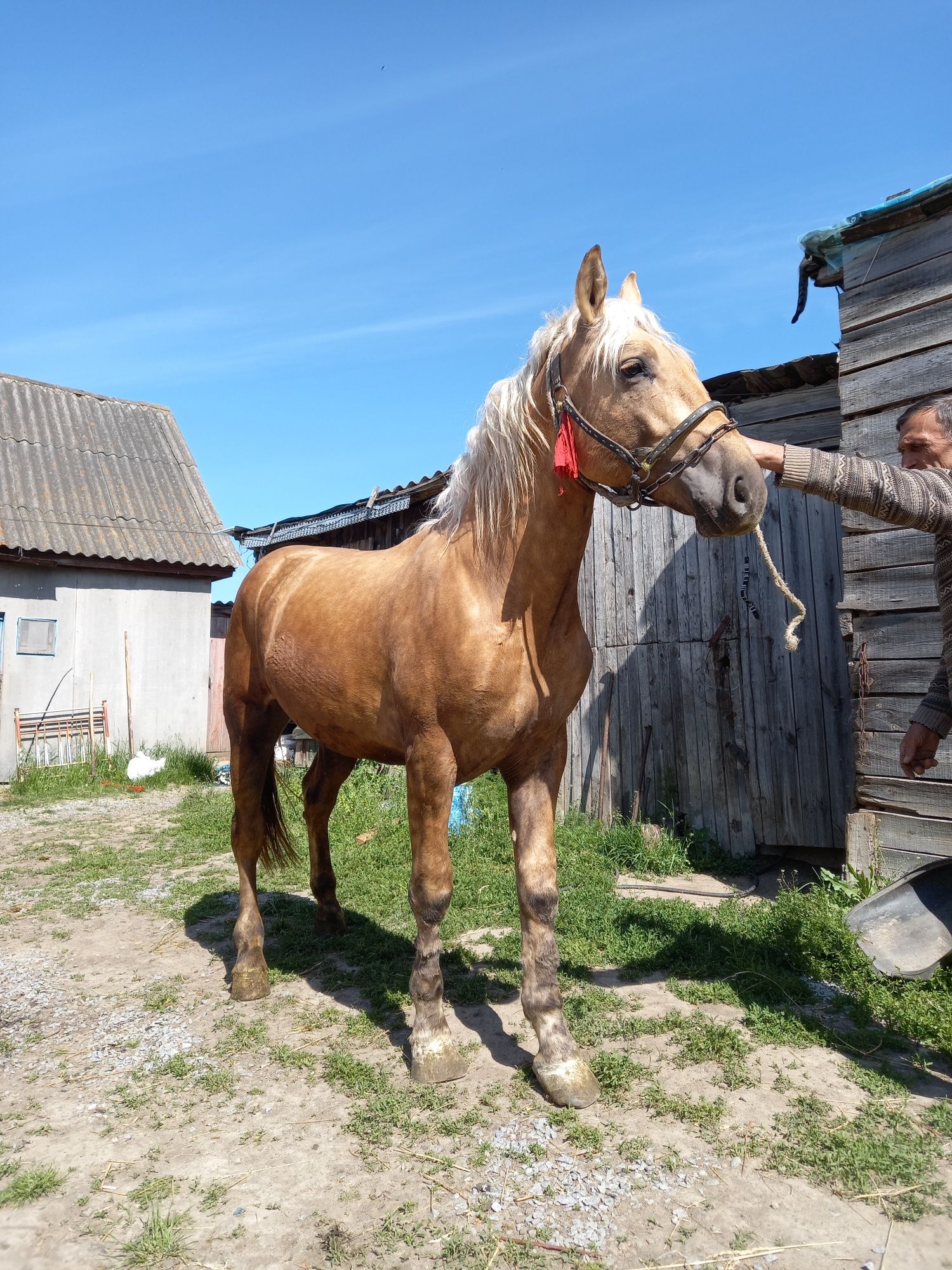 Продам коня , жеребець