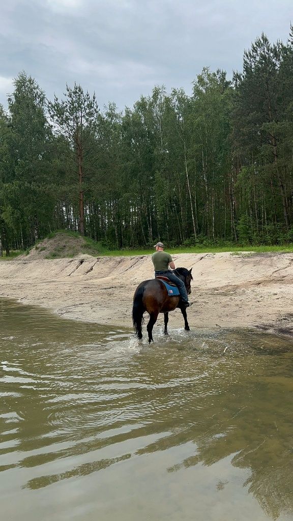 Sprzedam Klacz 
typ pogrubiany idealny koń dla osoby pocz