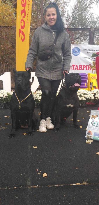 Вязка Кане Корсо