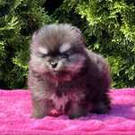 ***Szpic miniaturowy,pomeranian-cudna maleńka dziewczynka***