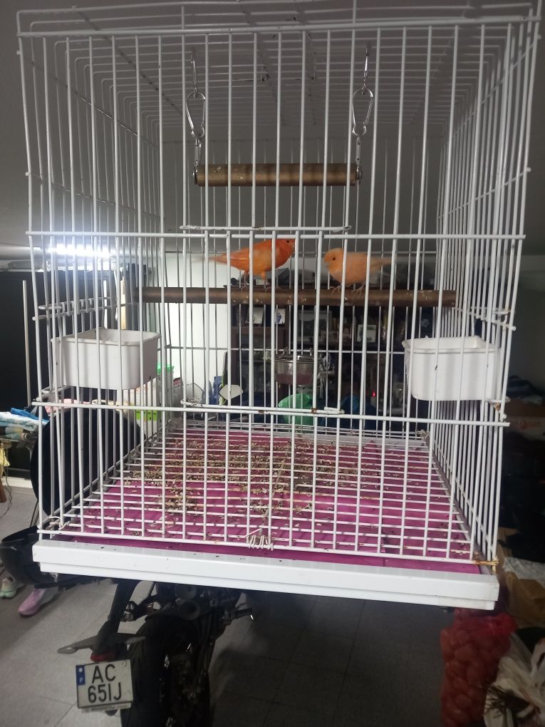 Venho casal de canários só até domingo..