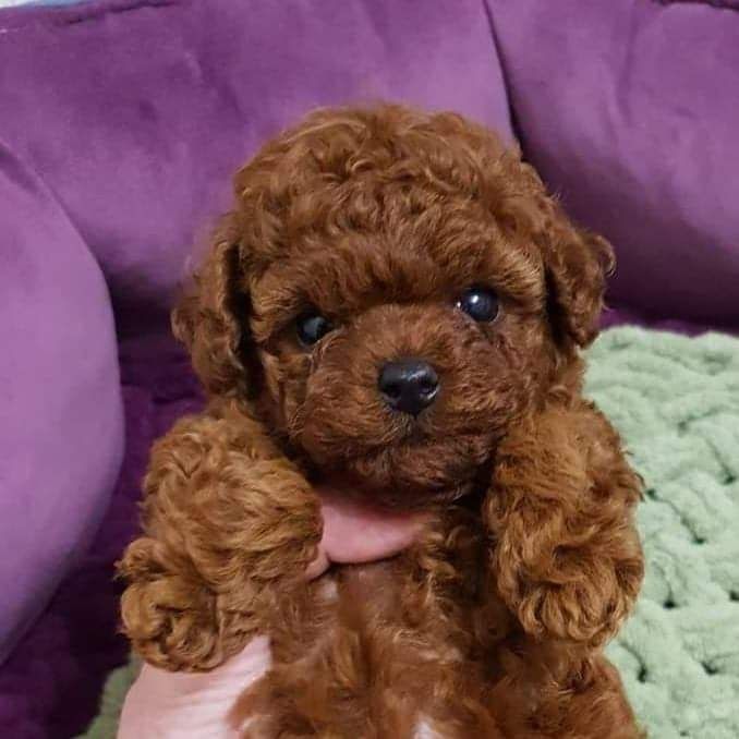Teddy China male,  Maltipoo male