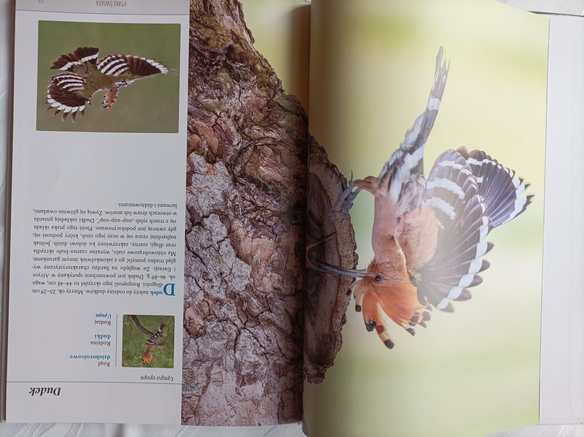 Atlas Ptaki Świata