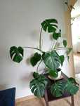 Monstera - piękny kwiat