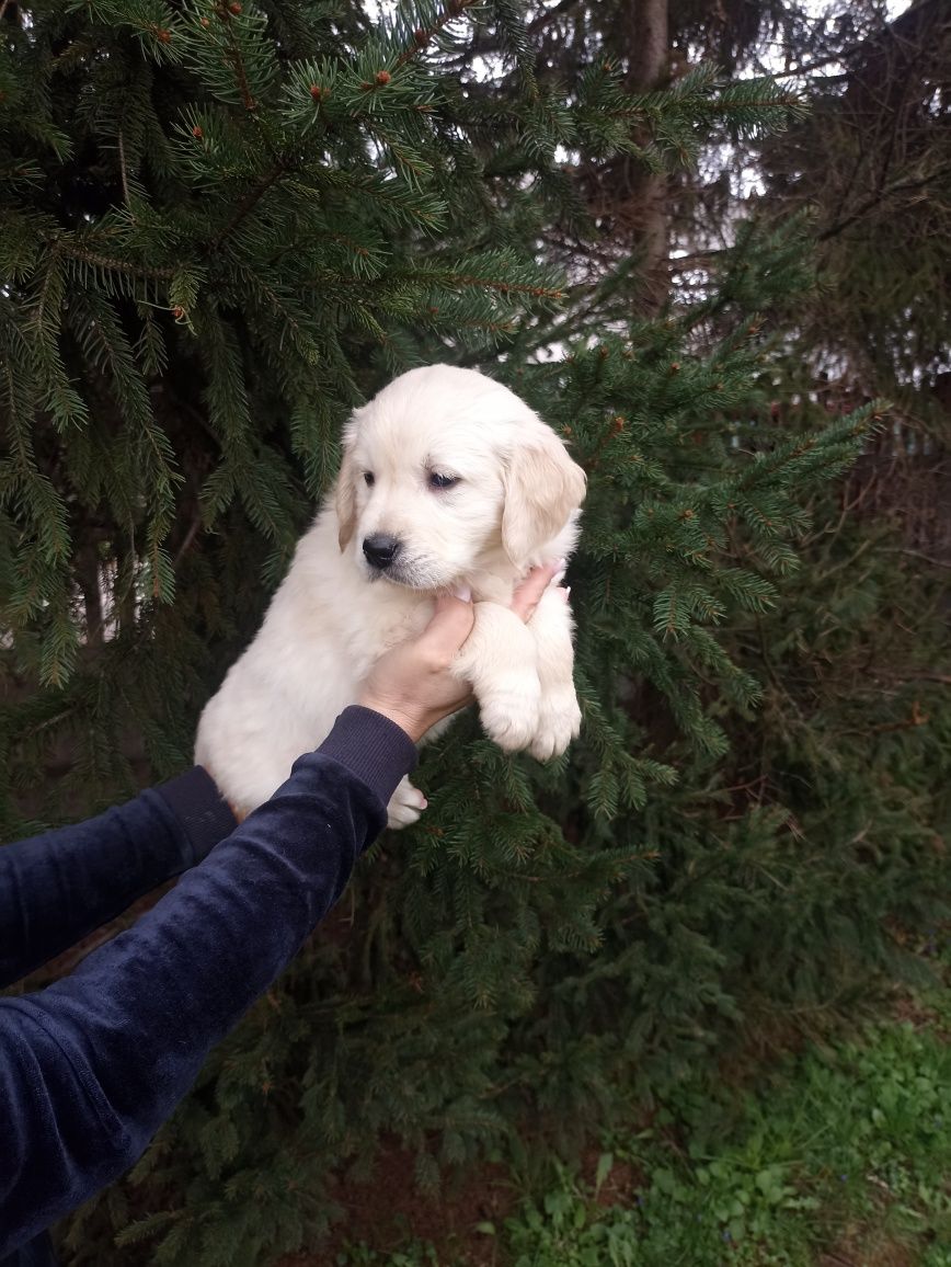 Golden retriever szczeniak