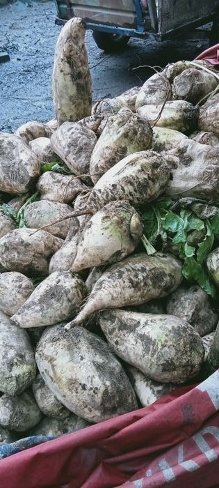 Кормовий буряк "Центуріон"