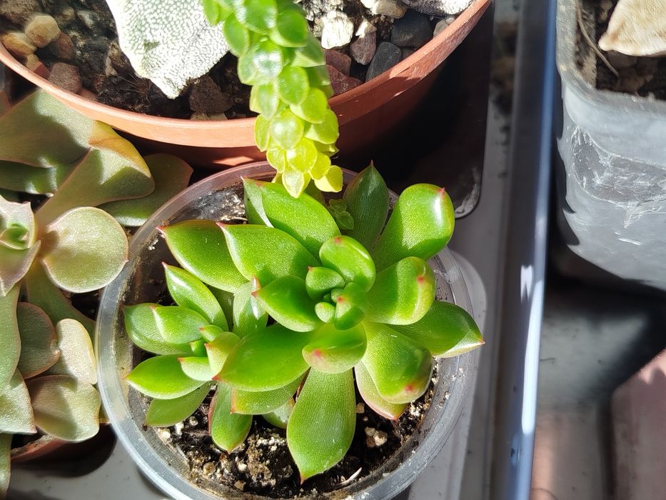 Суккулент по 15 гривень