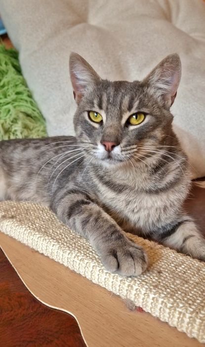 Чудовий котик в пошуках родини!