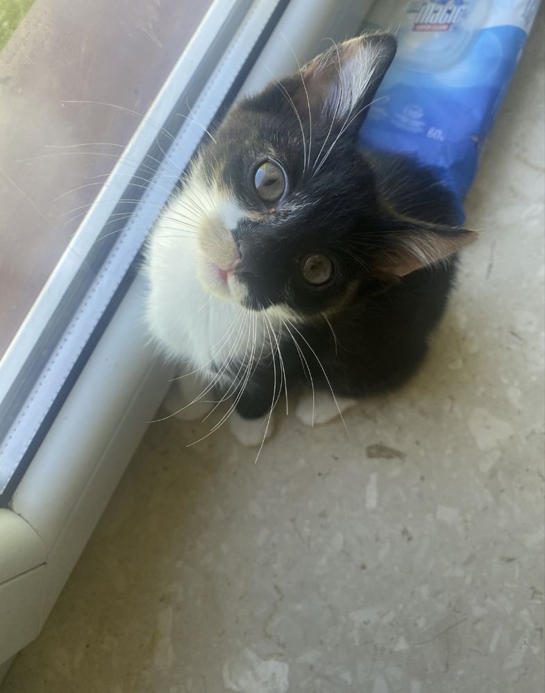 Urocza Perełka do adopcji