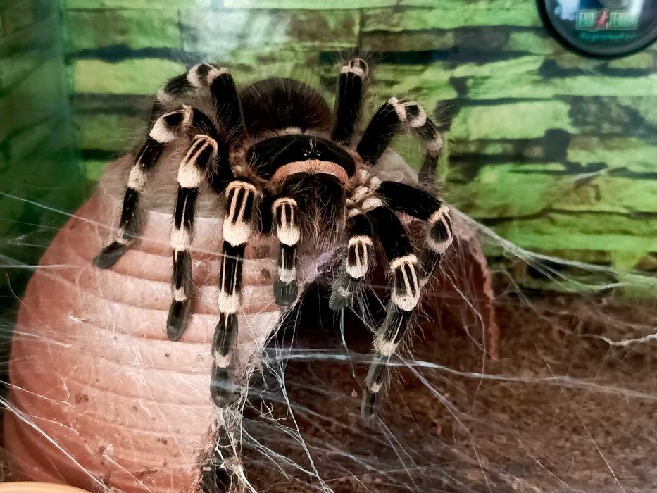 Pająk/ptasznik+Terrarium+Wyposażenie tanio