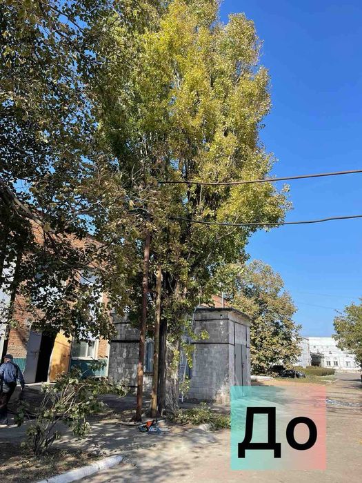 Спил дерев Безкоштовний вивіз