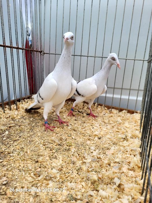 Gołębie żałobniki, pasiaki, srebrniaki