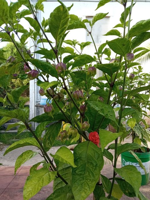 Plantas de malaguetas Carolina reaper  já com  malagueta maduras