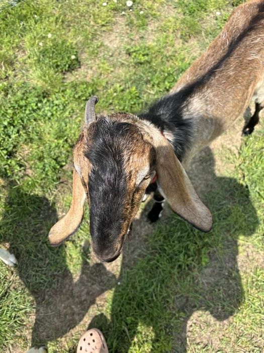 Krycie kozłem capem