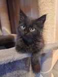 Maine Coon czarne kocięta Tigre Gato *PL
