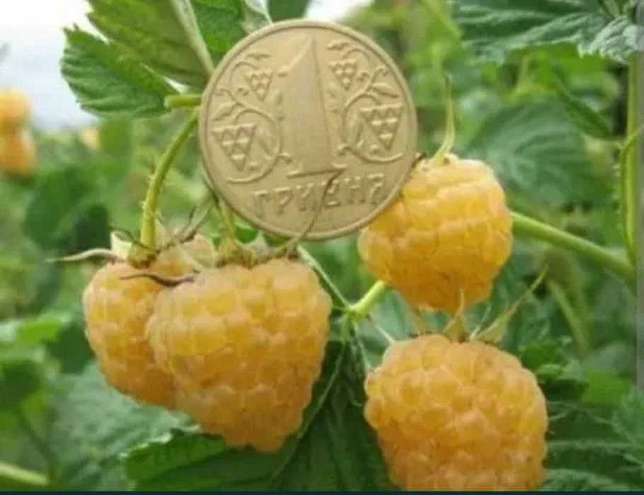 Розсада Полуниці Саджанці Малини Плодові дерева Рассада Клубники