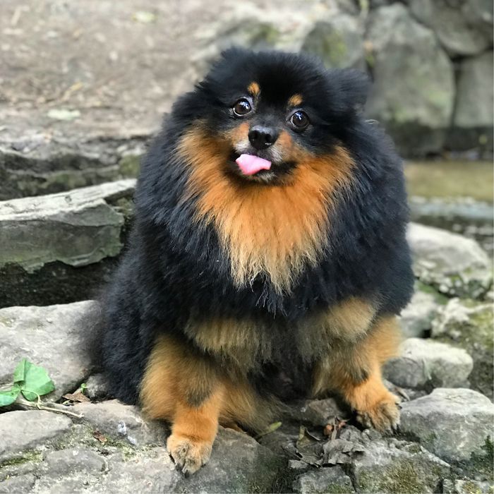 Німецький шпіц (чорно-підпалий), вязка