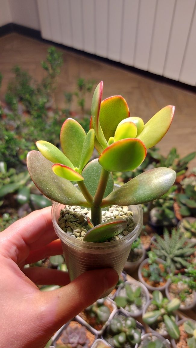 Crassula  Sunset  Крассула Сансет