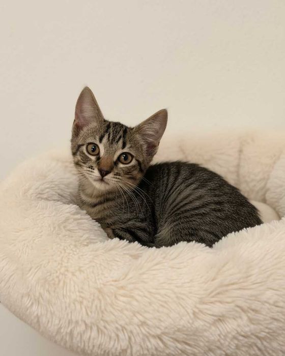 Setúbal / Margem Sul / Lisboa — Os "BEETLES", gatinhos para adoção
