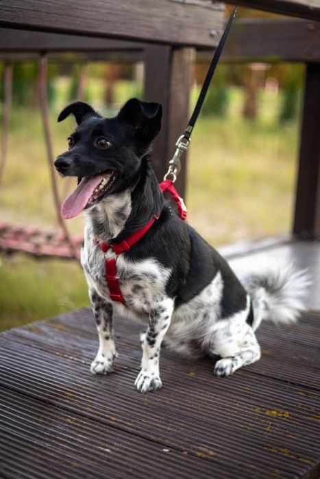 Zuzia szuka swojego domu! 

Poznaj Zuzię, 2-letnią, pełną radości i en