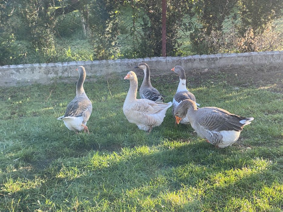 Sprzedam gesi cholmogory , tuluskie i mix