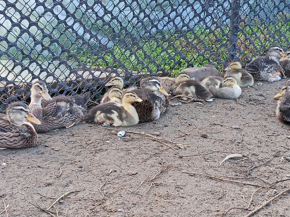 Perliczki tegoroczne