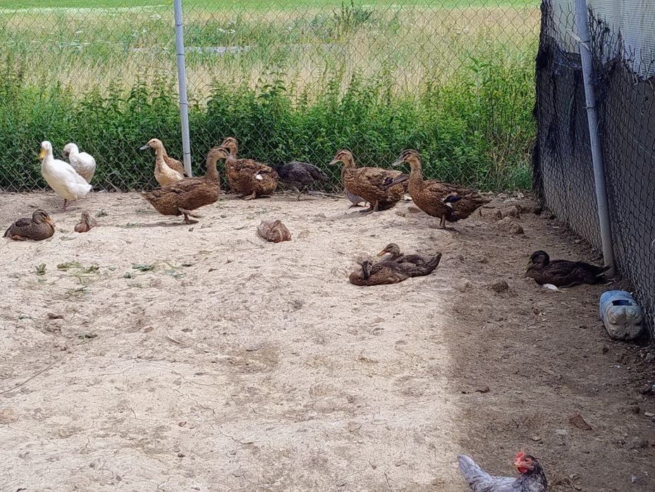 Sprzedam młoda kaczuche i bieguska
